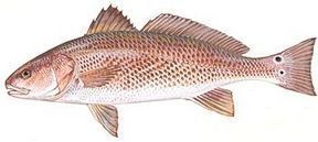 Red Drum, Also known as Channel Bass, Redfish, Spottail Bass