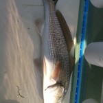 Redfish in the slot