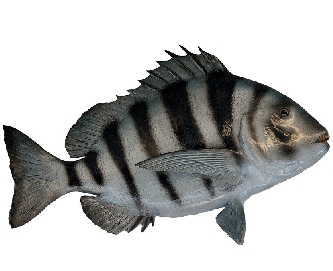 Sheepshead Fishing in Charleston, SC: Tips, Techniques & Gear