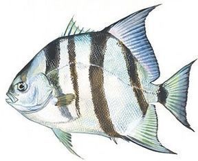 Atlantic spadefish (Chaetodipterus faber)