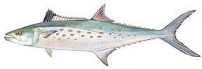 Spanish Mackerel