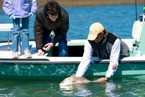 Capt. Legare releases a red drum