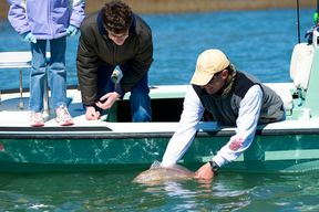 Capt. Legare releases a red drum